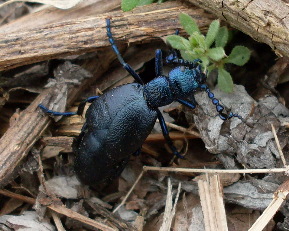 Sostanza arancione meloidae